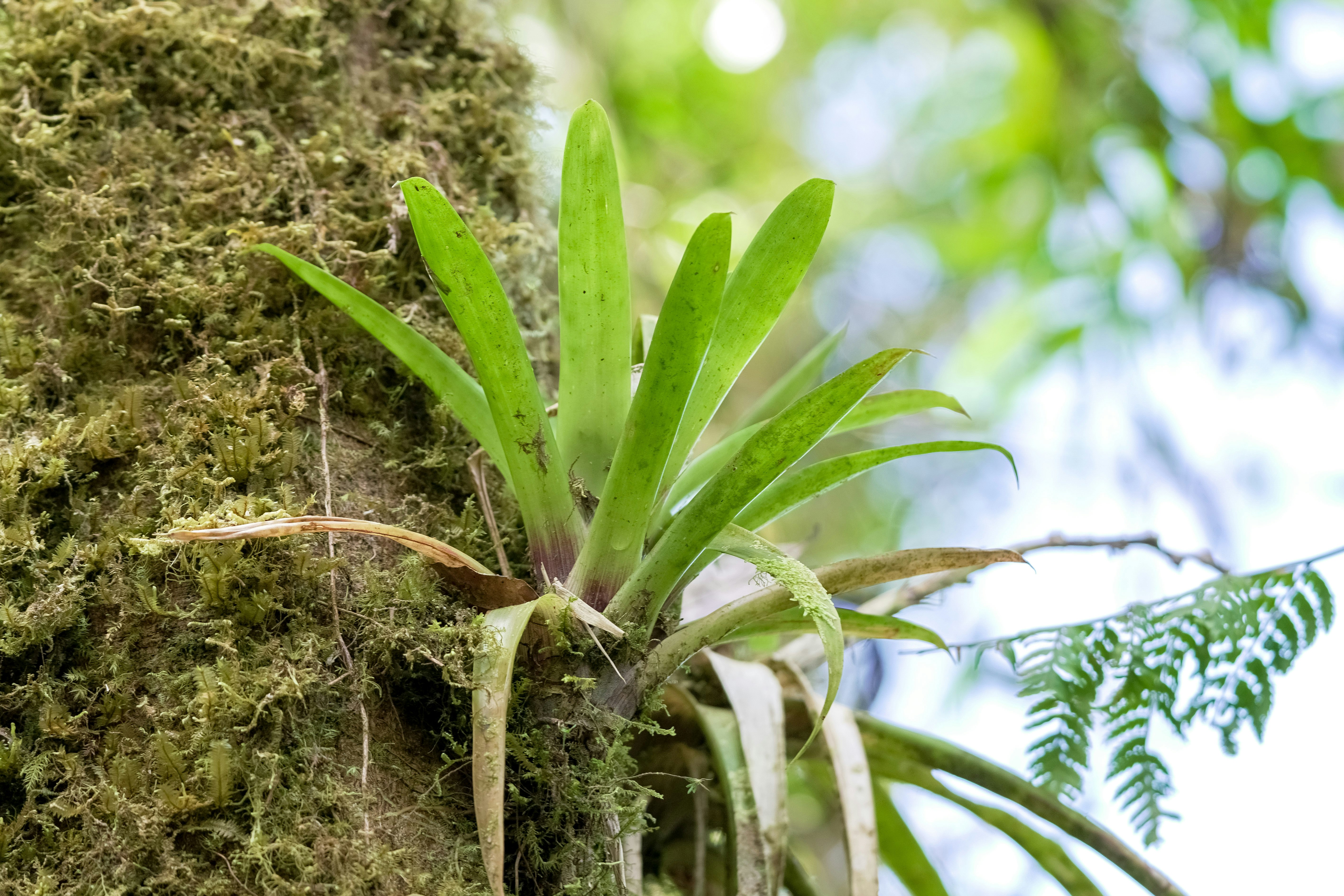 green plant on brown soil